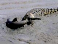 Saltwater Crocodile