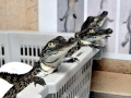 Saltwater Crocodile