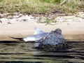 Saltwater Crocodile