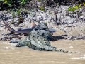 Saltwater Crocodile