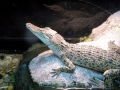 Saltwater Crocodile