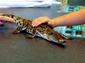 baby-croc.jpg