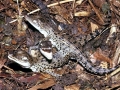 Saltwater Crocodile