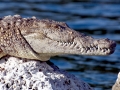 Saltwater Crocodile