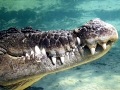 Saltwater Crocodile