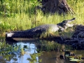 Saltwater Crocodile