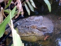 Saltwater Crocodile
