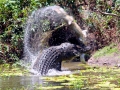 Saltwater Crocodile