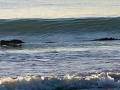 Saltwater Crocodile