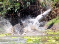 Saltwater Crocodile