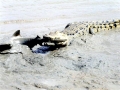 Saltwater Crocodile