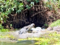 Saltwater Crocodile
