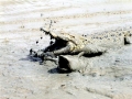 Saltwater Crocodile