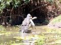 Saltwater Crocodile