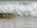Saltwater Crocodile