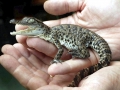 Saltwater Crocodile