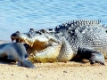 Saltwater Crocodile