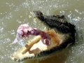 Saltwater Crocodile