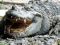 Saltwater Crocodile
