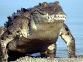 Saltwater Crocodile