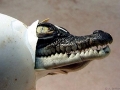 Saltwater Crocodile