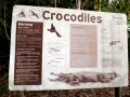 Saltwater Crocodile