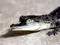 Saltwater Crocodile