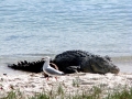 Saltwater Crocodile