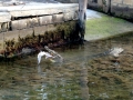 Saltwater Crocodile