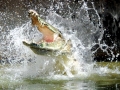 Saltwater Crocodile
