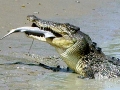 Saltwater Crocodile