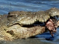 Saltwater Crocodile