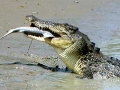 Saltwater Crocodile