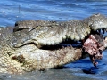 Saltwater Crocodile