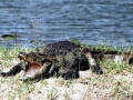 Saltwater Crocodile