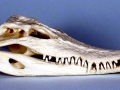 Saltwater Crocodile