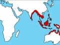Saltwater Crocodile