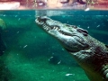 Saltwater Crocodile