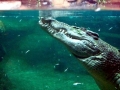 Saltwater Crocodile