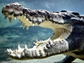 Saltwater Crocodile