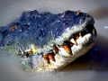 Saltwater Crocodile