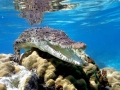 Saltwater Crocodile