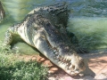 Saltwater Crocodile