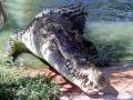 Saltwater Crocodile