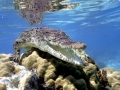 Saltwater Crocodile