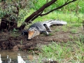 Saltwater Crocodile