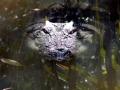 Saltwater Crocodile