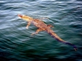Saltwater Crocodile