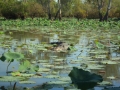 Saltwater Crocodile