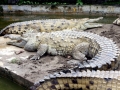Saltwater Crocodile